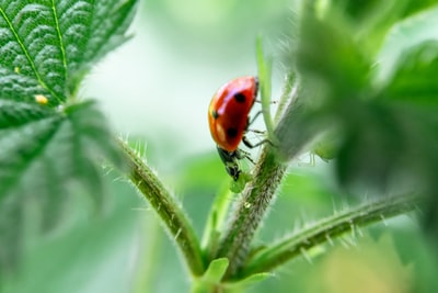 植物上的红色和黑色瓢虫